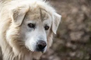 yetişkin yaş köpek maması, yetişkin yaş köpek mamaları, yetişkin yaş köpek maması