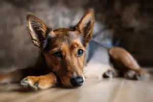 light kuru köpek maması, light kuru köpek mamaları, en iyi light kuru köpek maması