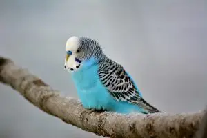 Muhabbet Kuşlarının Tırnak Bakımı Nasıl Yapılır?