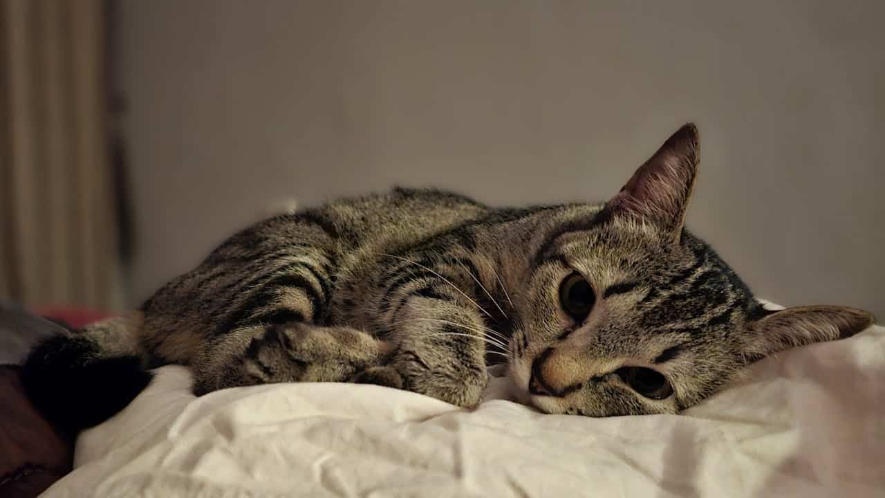 pexels-photo-20840486-20840486.jpg